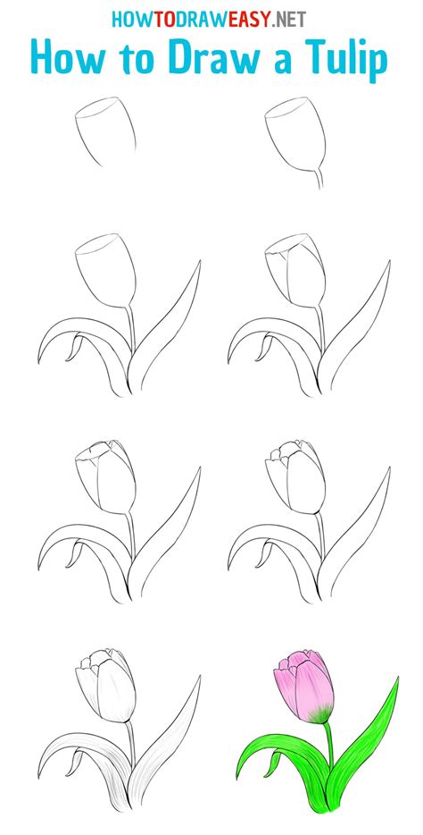 How To Draw a Tulip Easy Step.